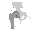 Details of hip joint. Femur Femoral Neck Femoral Head Acetabulum Acetabular labrum Pelvis