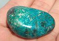 Chrysocolle polie.