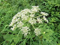 枝先に複散形花序をつけ、白色の花を多数密につける。小花序の下の小総苞片は5-12個あり、線形から披針状長楕円形で、ふつう単純であるがまれに羽状に分裂する。