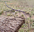 A stick insect (Ctenomorpha chronus)