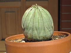 Euphorbia obesa