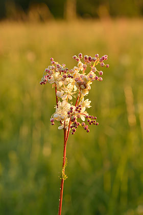 Knoldet mjødurt (Filipendula vulgaris) Foto: Ivar Leidus