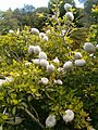 Habitus, Laubblätter und Früchte von Gardenia ternifolia subsp. jovis-tonantis