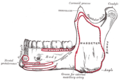 Outer surface of mandible. Mentalis is indicated by the red circle at left.