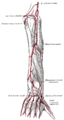 Artérias da parte posterior do antebraço e mão.