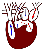 Sístole: Frechas azuis= sangue venoso, Frechas vermellas= sangue arterial