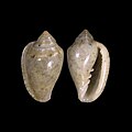 Marginella huberti off Luanda, Angola