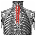 Les muscles semi-épineux du thorax