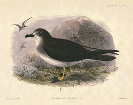 Trindada petrelo