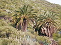 Kanaarisk Datelpualem (Phoenix canariensis)