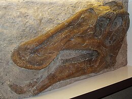 kranio de Prosaurolophus maximus