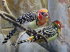 Red-and-yellow Barbet at Birdworld, Farnham