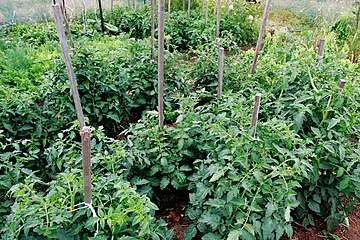 plants de tomate