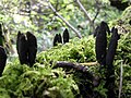 Xylaria polymorpha