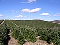 Coltivazioni di alberi di Natale