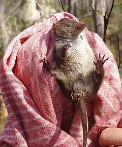 ♂ Antechinus swainsonii