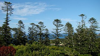 Stand of Araucaria heterophylla on Norfolk Island