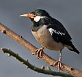 Image 21The Asian pied starling (Sturnus contra) is one of the 12 bird species of family Sturnidae resident in Bangladesh. Locally known as myna or shalik, these birds build their nests in holes or cavities in trees or buildings, or large globular structures of straw, twigs, etc. in trees. Photo Credit: J.M.Garg