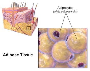 Adipose tissue.