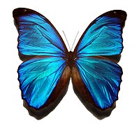 Blue morpho butterfly