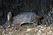 Gray rabbit