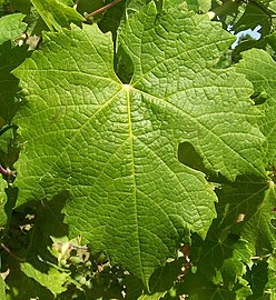 Feuille de carménère.