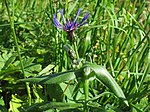 Centaurea montana