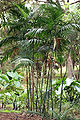 Uma "palmeira trepadora", Chamaedorea costaricana.