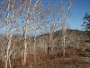 Eucalyptus alba-Bäume am Ende der Trockenzeit, an der Grenze zu Afabubu