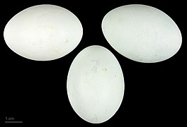 Œufs d'Egretta ardesiaca - MHNT.