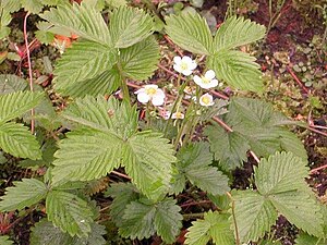 Guard-Eerdbei (Fragaria x ananassa)