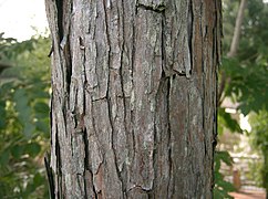 Bark of trunk