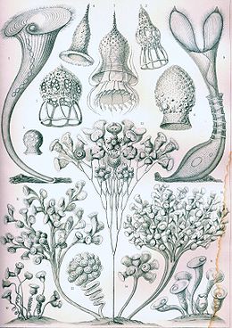 „Ciliata” Ernst Haeckel Kunstformen der Natur c. művében, 1904.