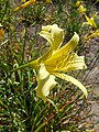 Sidrunkollane päevaliilia (Hemerocallis citrina)