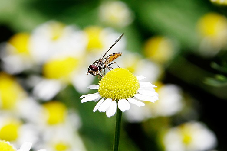 Журчалка (Syrphida)