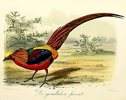 Keulemans 1869