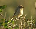 Pusztai gébics (Lanius isabellinus)