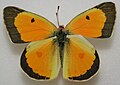 Colias eurytheme, male