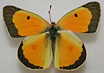 Colias eurytheme, ♂