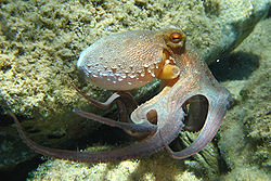 Octopus vulgaris