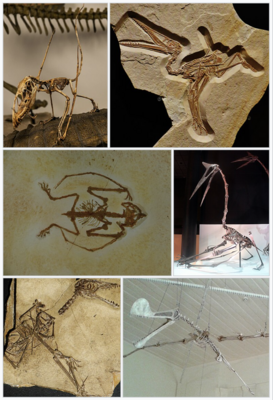 1-й ряд: диморфодон, птеродактиль; 2-й ряд: анурогнат, кетцалькоатль; 3-й ряд: сордес, Tropeognathus