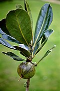 "fruit and foliage"