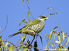 Phibalure à queue fourchue (Phibalura flavirostris)