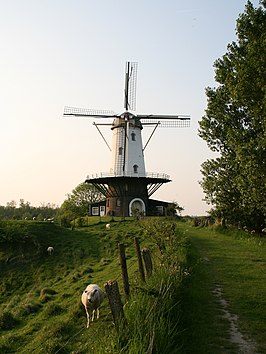 De Koe met schaap