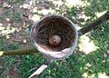 White-browed Fantail nest with an egg on mango tree branch - In Bakamuna, Sri Lanka.jpg