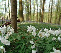 Bosanemonen in het Hallerbos