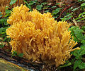 Orangegelbe Gebirgs-Koralle (Ramaria largentii) mit koralligem Fruchtkörper