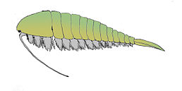 Alalcomenaeus