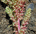 Amaranthus hybridus