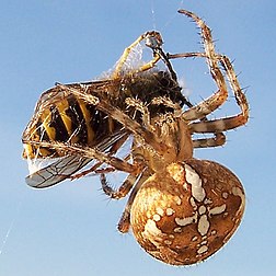 Une épeire diadème (Araneus diadematus) emballant sa proie, une petite guêpe. (définition réelle 651 × 651*)